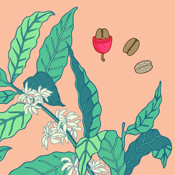 COFEE TIME PEACH